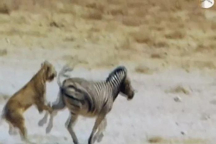 CLIP: Thoát chết ngoạn mục, ngựa vằn tung cú đá 'trời giáng' khiến sư tử gục ngã