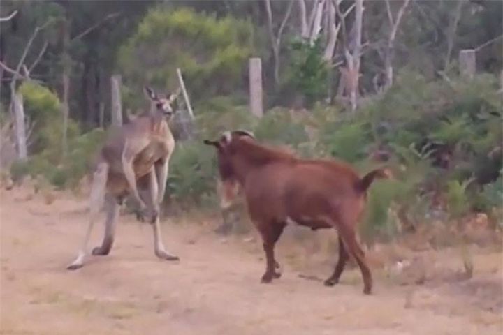 Clip: Dê 'rảnh việc' trêu kangaroo tức điên